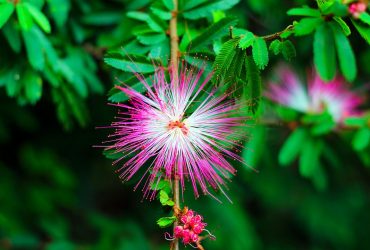 fleur d’arbre à soie ou albizia